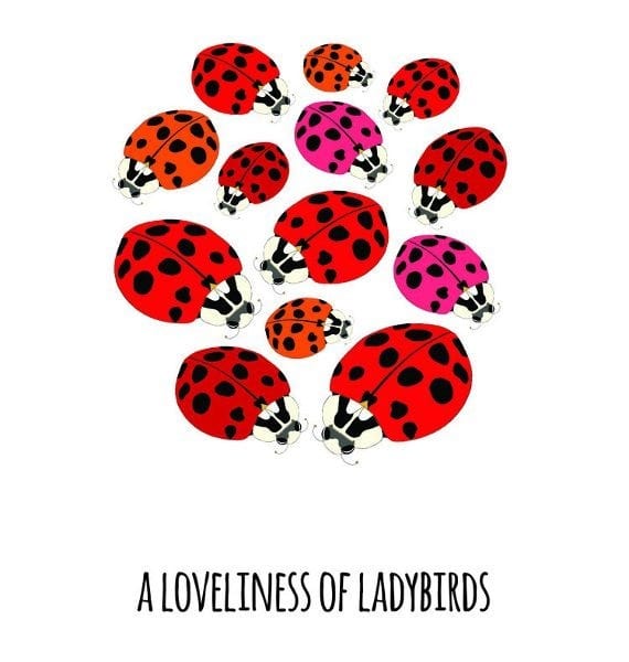 101 Collective Nouns - Hard Cover - Image 4