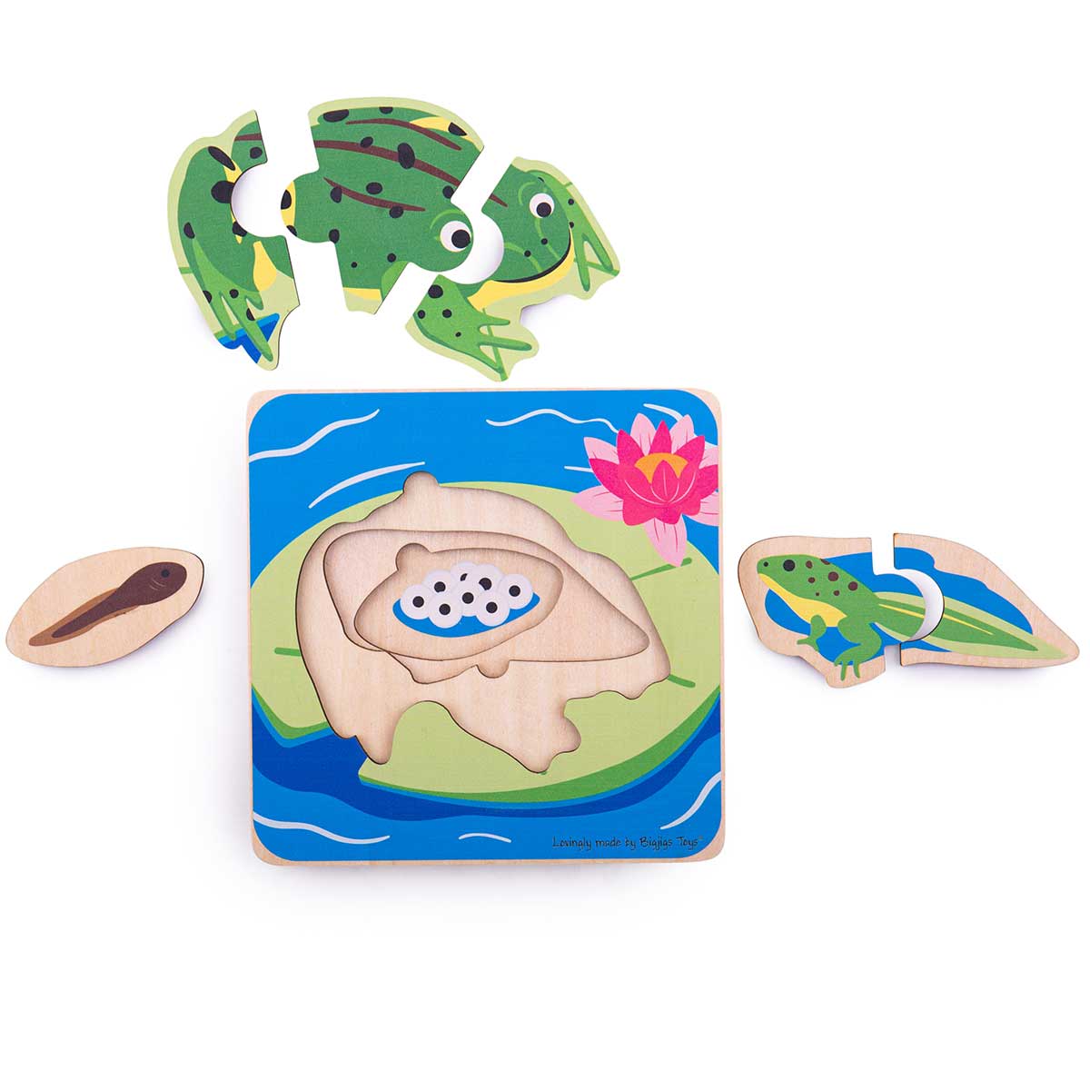 Bigjigs Toys Lifecycle Puzzle Frog - Image 2