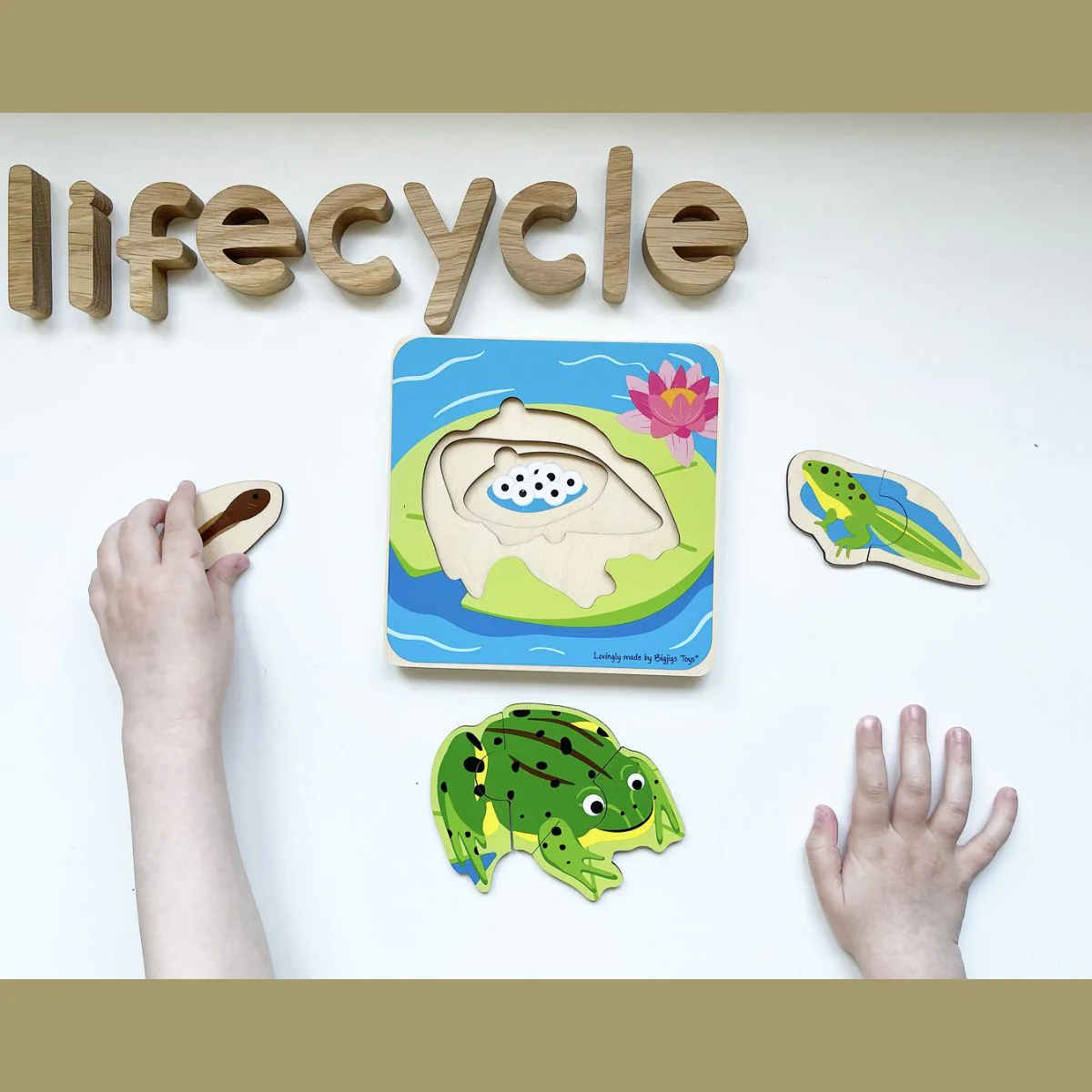Bigjigs Toys Lifecycle Puzzle Frog - Image 3