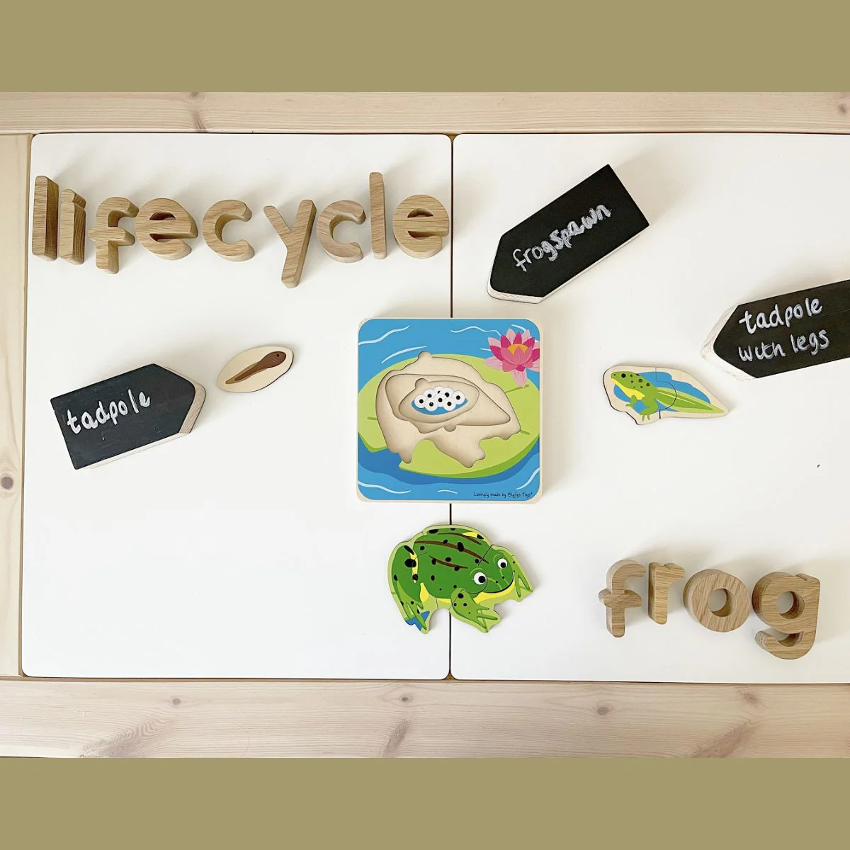 Bigjigs Toys Lifecycle Puzzle Frog - Image 4