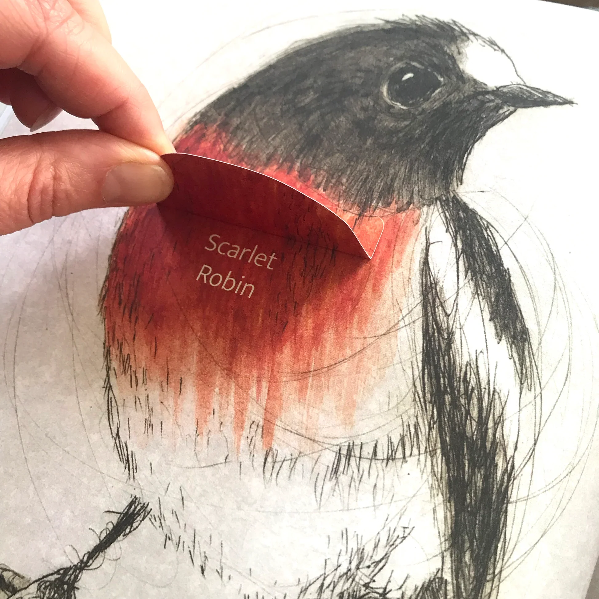 Bridget Farmer Lift-the-Flap Book - The Bush Birds - Image 2