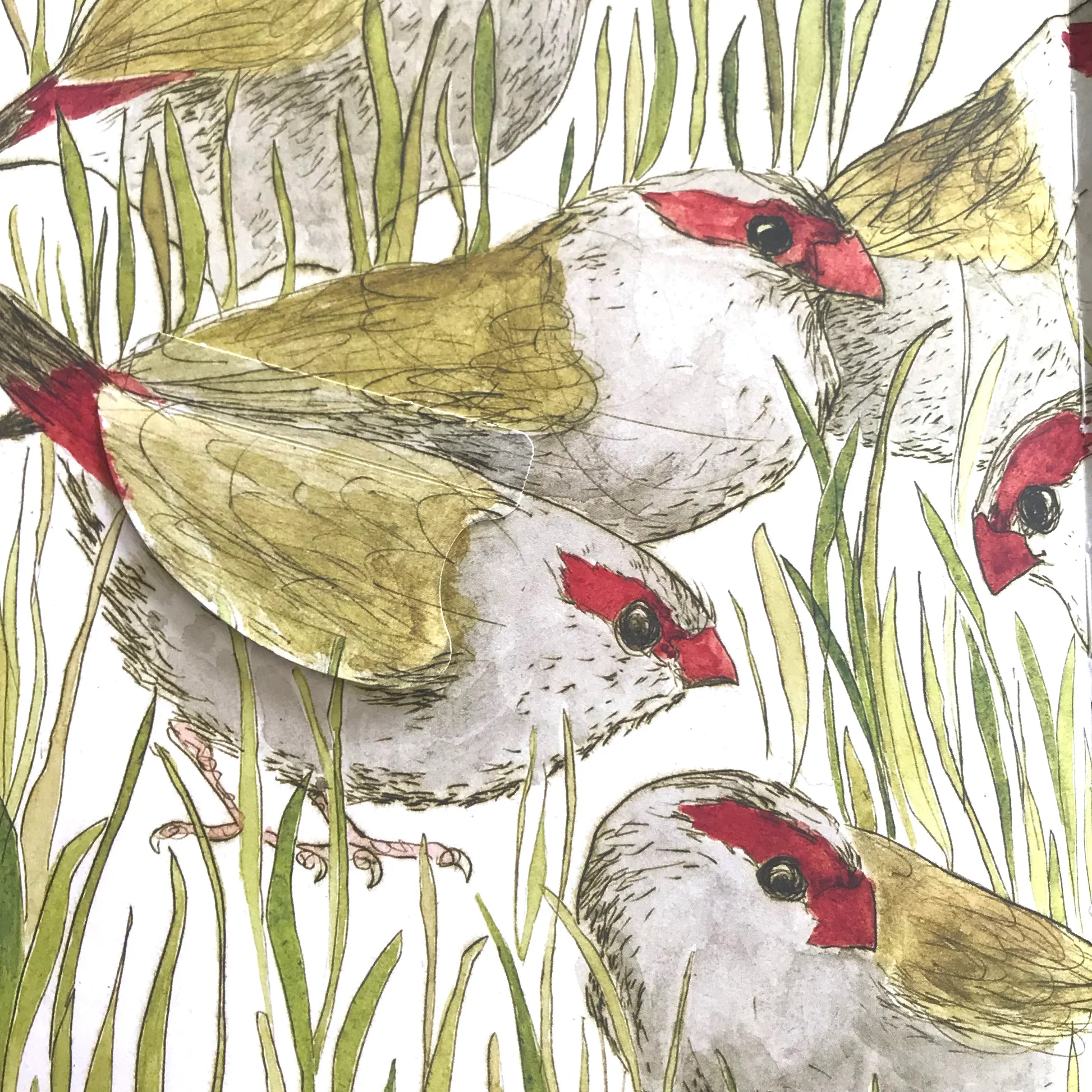 Bridget Farmer Lift-the-Flap Book - The Bush Birds - Image 3