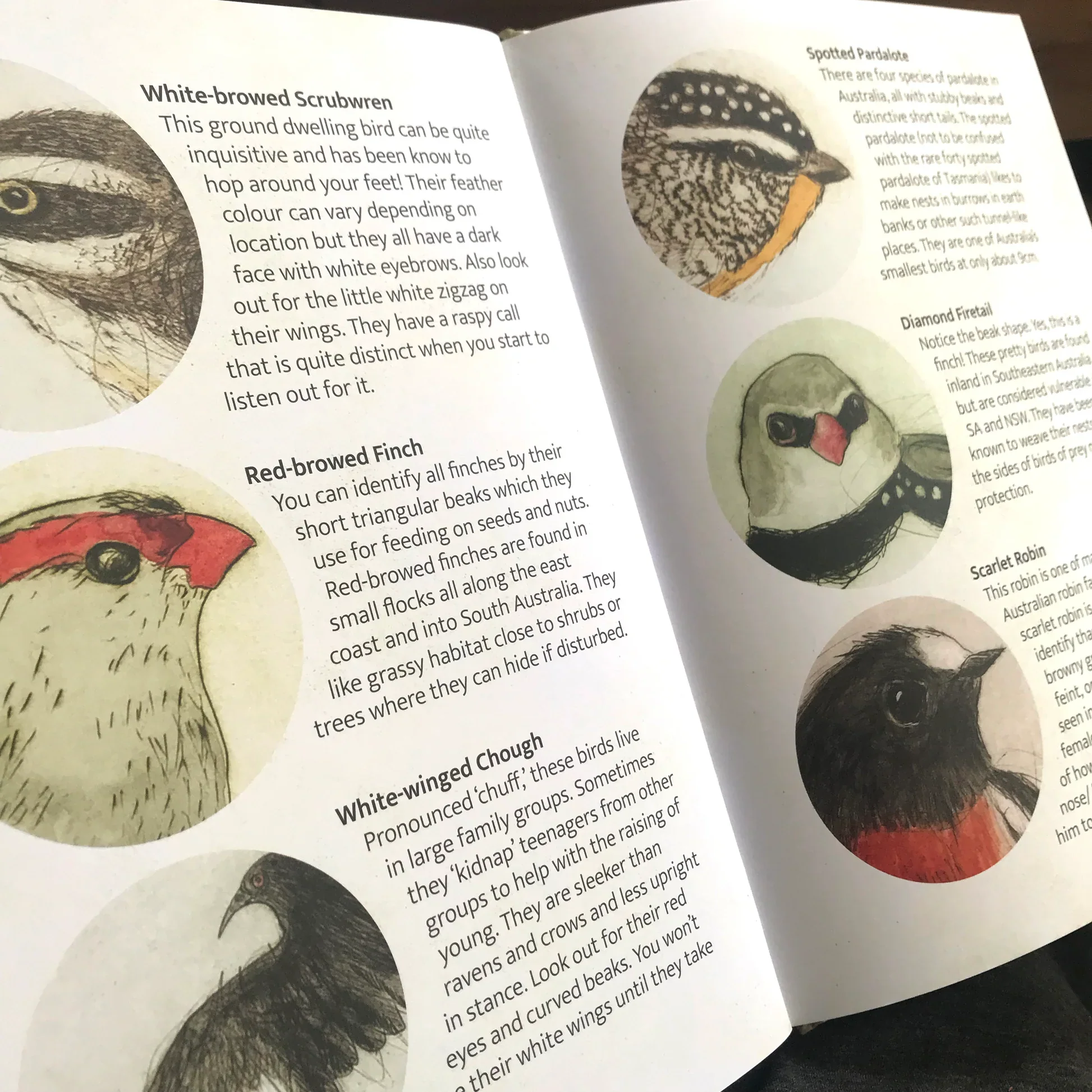 Bridget Farmer Lift-the-Flap Book - The Bush Birds - Image 4