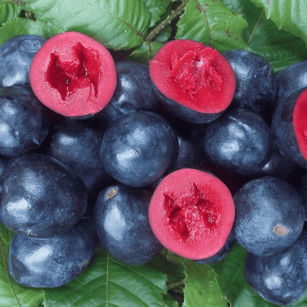 Creative Native Davidson Plum Freeze-Dried Powder - Image 3