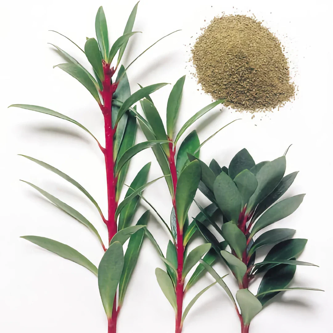 Creative Native Pepperleaf Ground - Image 2