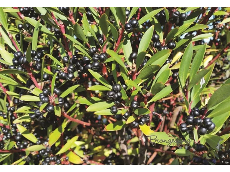 Tasmanian Devil Freeze Dried Mountain Pepperberries 15g - Image 5
