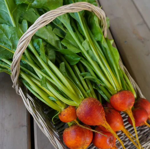Little Veggie Patch Heirloom Seeds - Beetroot (Golden Boy) - Image 3