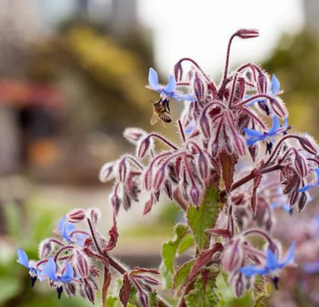 Little Veggie Patch Heirloom Seeds - Borage (Common) - Image 2