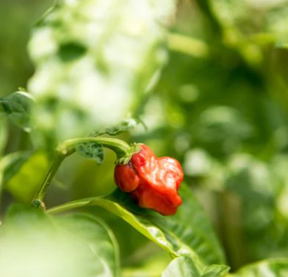 Little Veggie Patch Heirloom Seeds - Chilli (Habanero Mixed) - Image 2