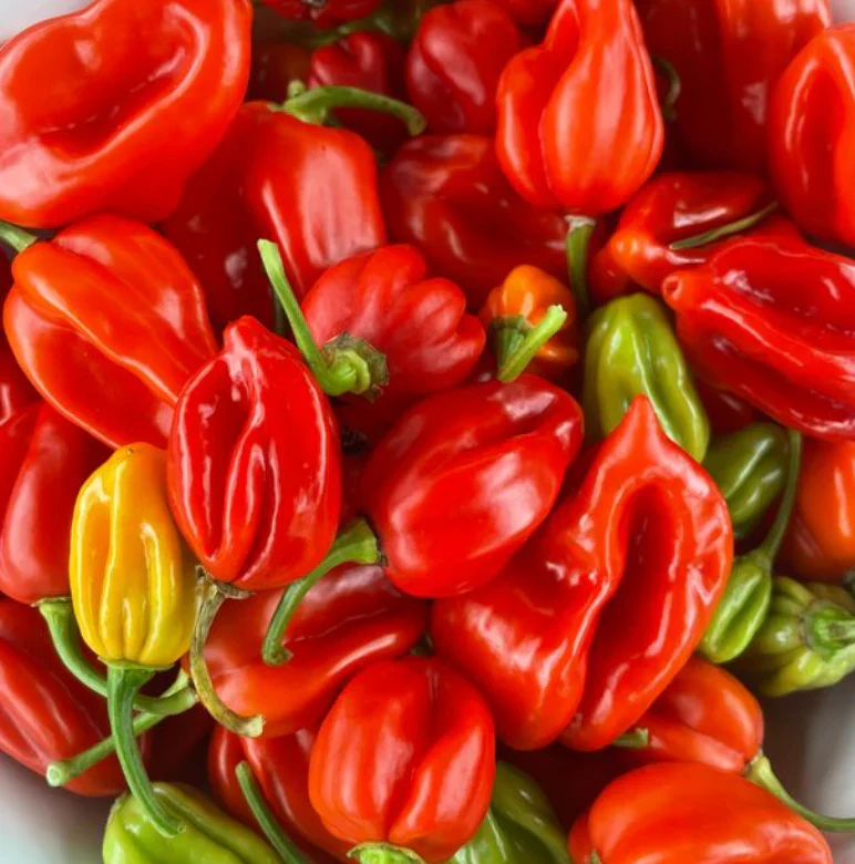 Little Veggie Patch Heirloom Seeds - Chilli (Habanero Mixed) - Image 3