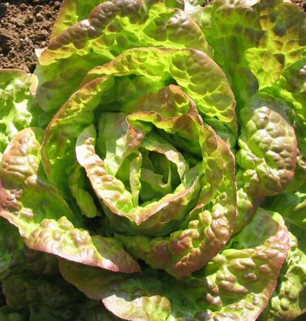 Little Veggie Patch Heirloom Seeds - Lettuce (Mignonette Bronze) - Image 2