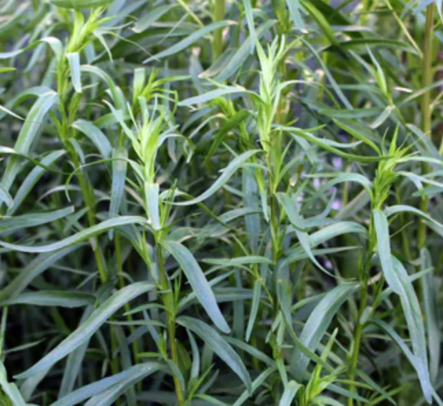 Little Veggie Patch Heirloom Seeds - Tarragon (Russian) - Image 2
