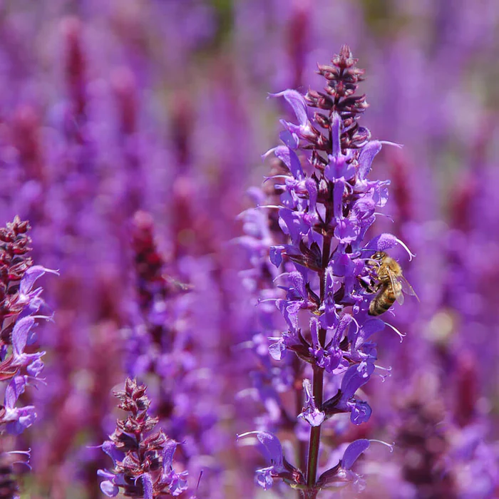 Perfect Potion Clary Sage Essential Oil 10ml - Image 2