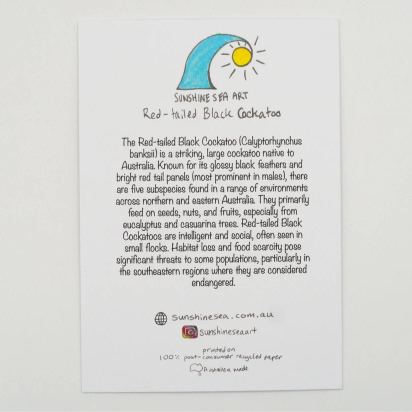Sunshine Sea Art Greeting Card - Red-Tailed Black Cockatoo - Image 2