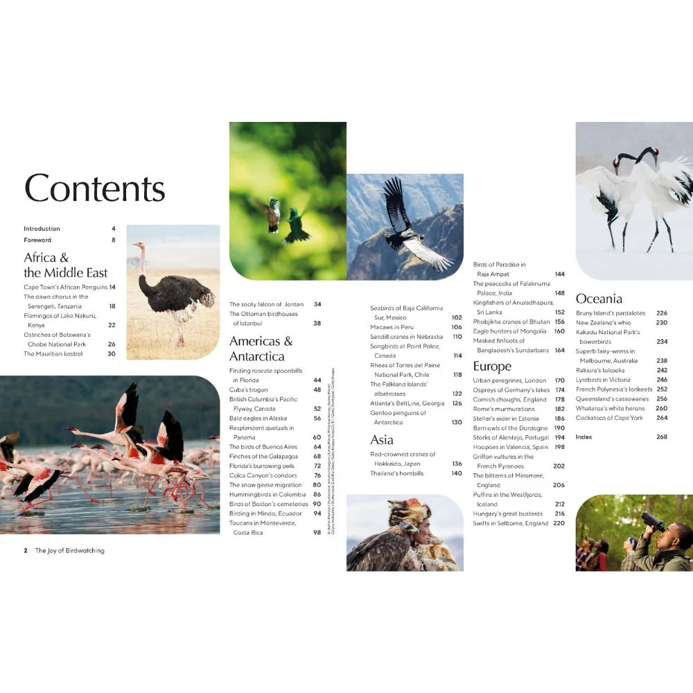 The Joy of Birdwatching - Image 2