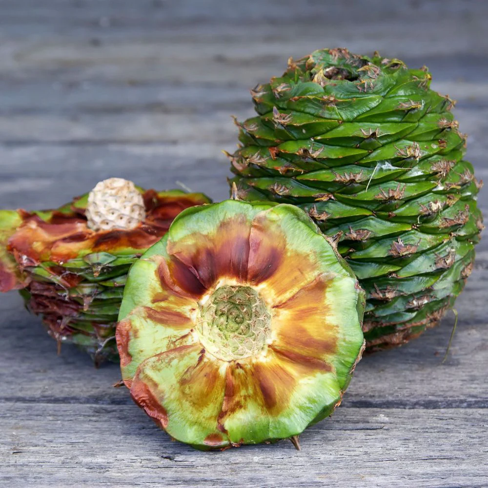 Ziggy's Wild Foods Wild Bunya Nut & Honey Miso 200g - Image 2