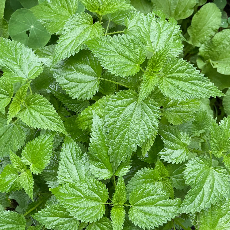Ziggy's Wild Foods Wild Stinging Nettle & Fingerlime Hot Sauce 200ml - Image 2